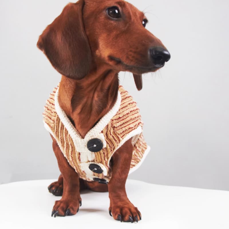 Yorkshire Miniature Pinscher Bichon Hoodie Striped